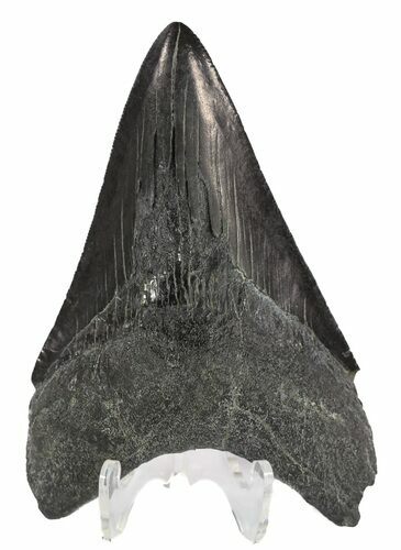 Black, Lower Megalodon Tooth #54241